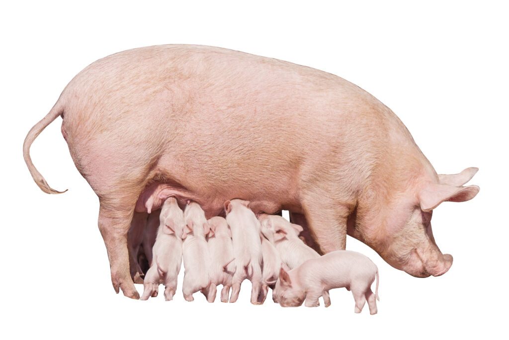 A sow pig with her babys