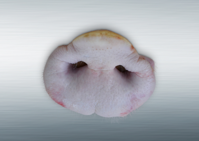 Pork Snout