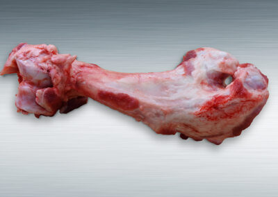 Pork Leg Bone – Femur and Humerus