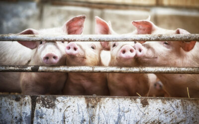 Porcine Partnership: Taking Control of Your Supply Chain