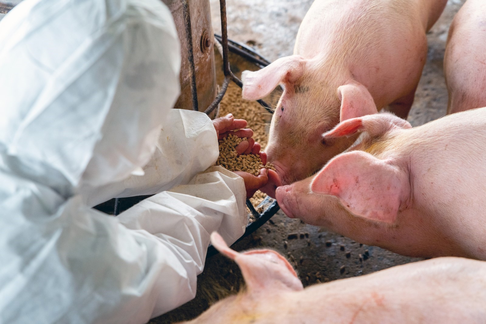 Cute piggies being fed