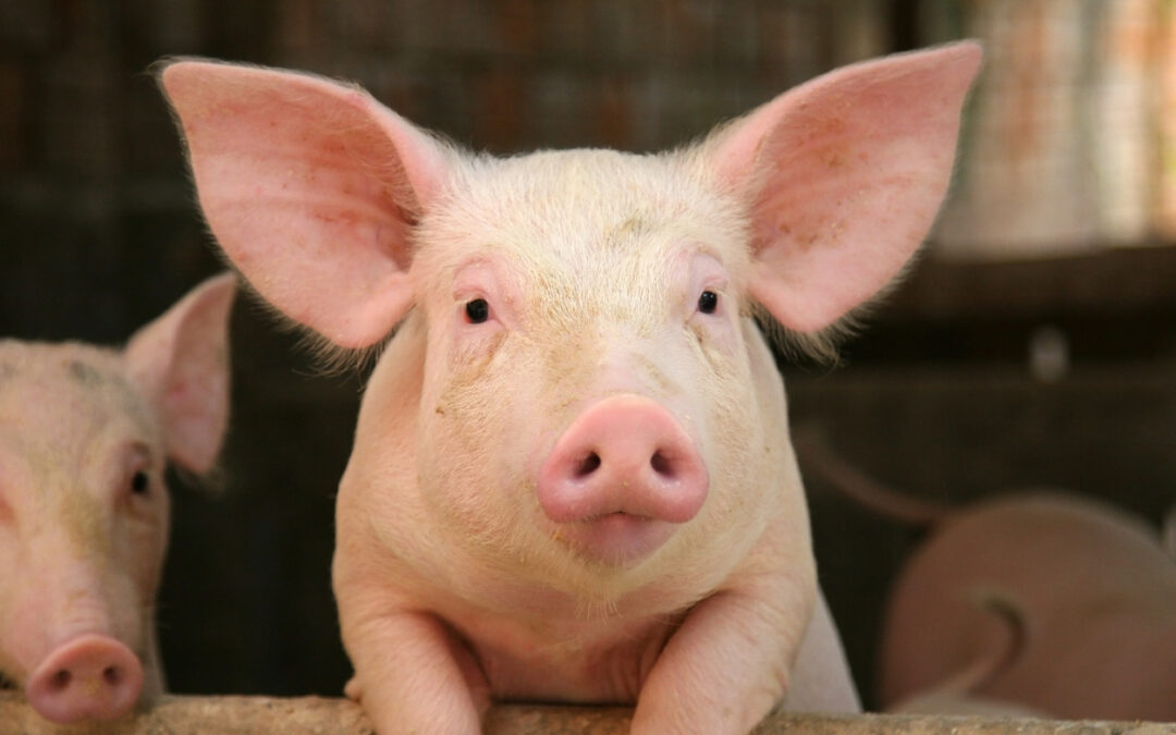 Ethical Considerations in Using Porcine Tissues for Medicine