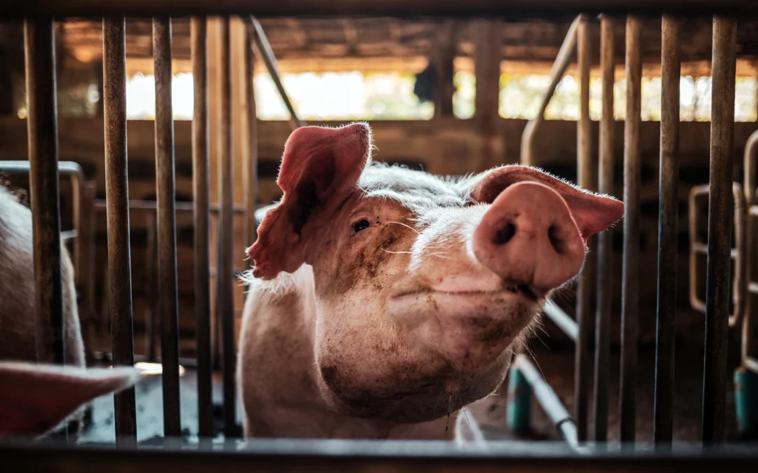 Industries Sustainable Swine Resources (SSR) Serves