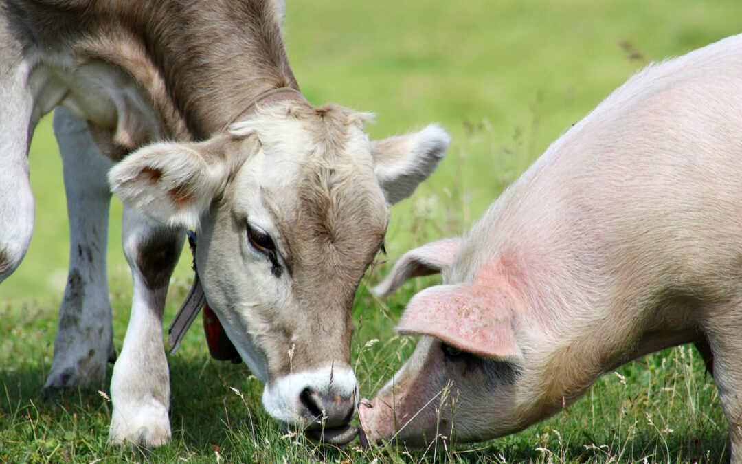 Cow and Pig on farm together for porcine and bovine materials