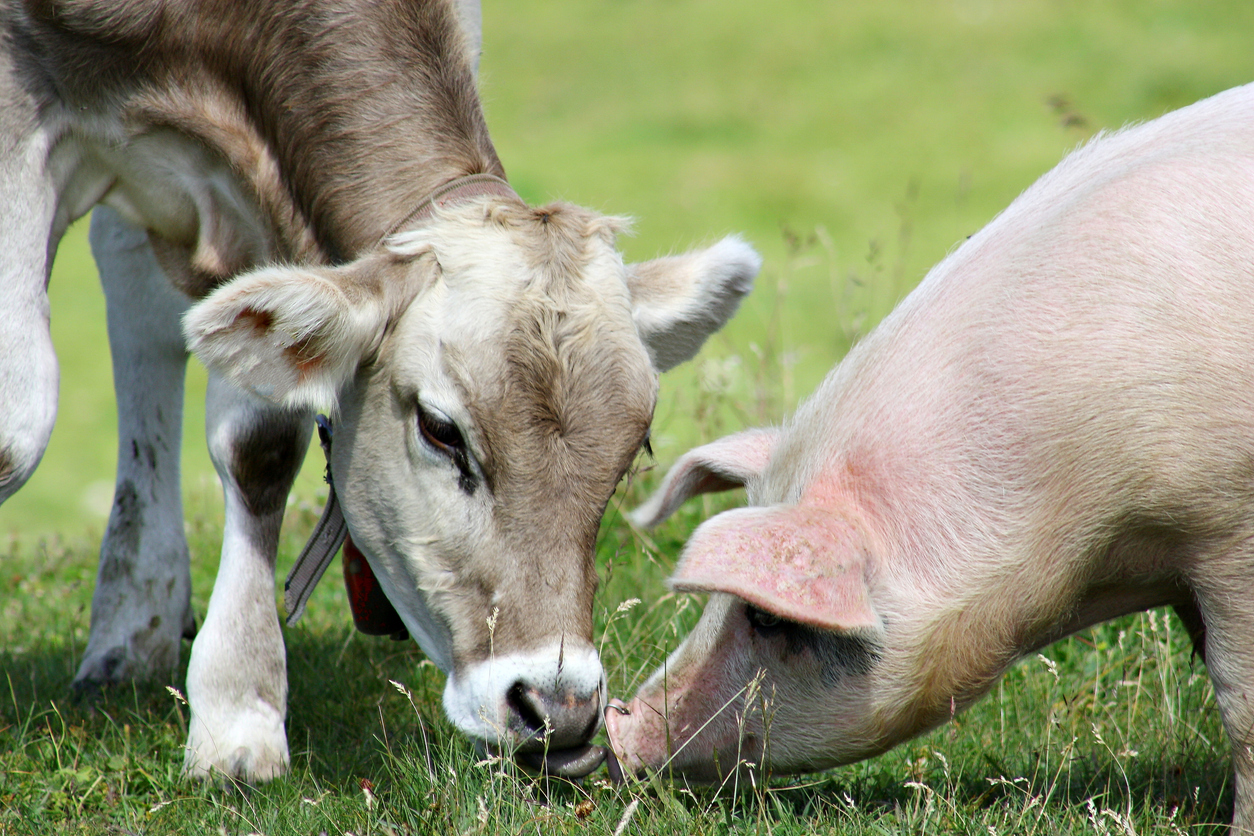 Pig and Cow at a porcine and bovine materials farm