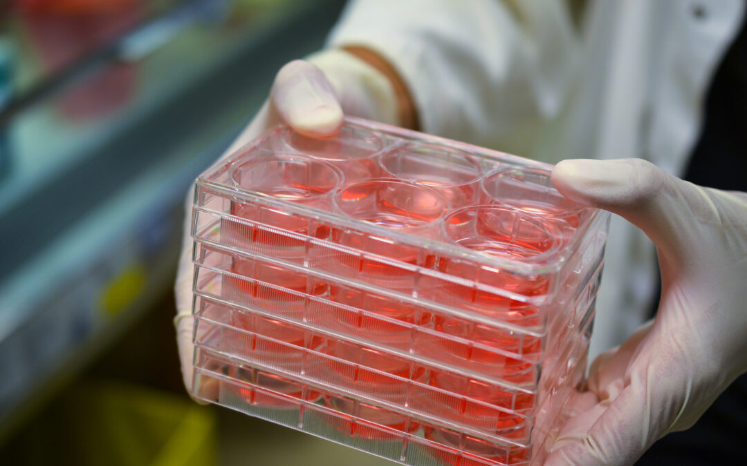 Porcine/pig Cell culture plates