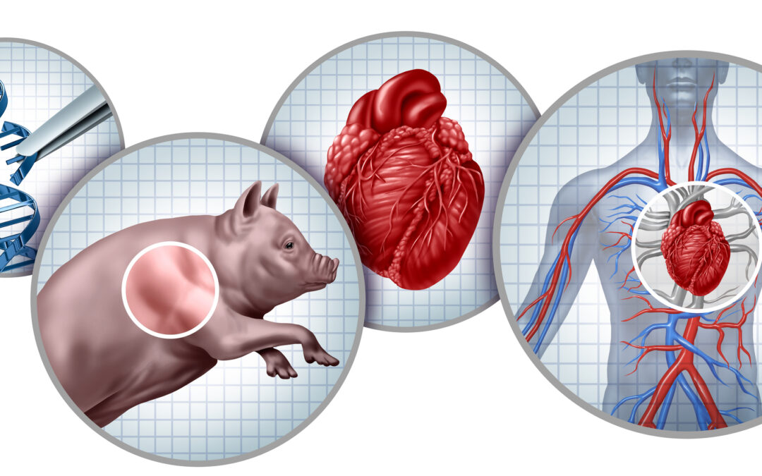 The Rise of Xenotransplantation: Why Porcine Tissue is Back in the Spotlight