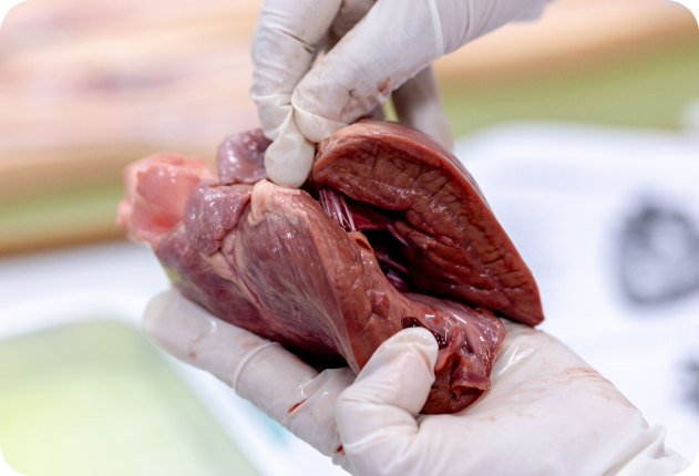 Organ tissues