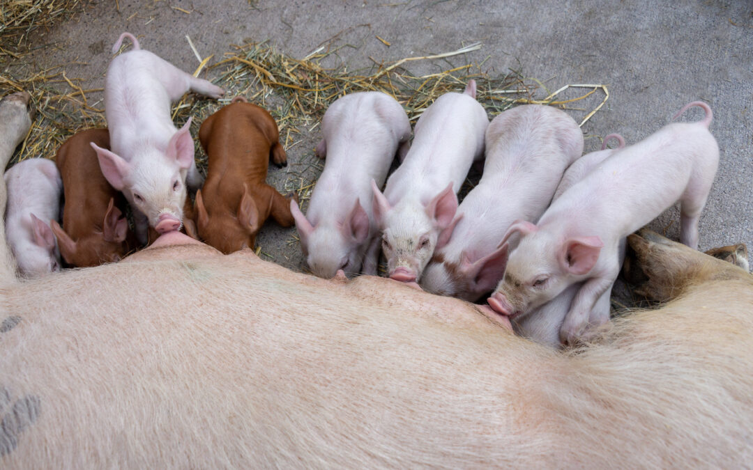 Swine Reproductive System: Sow Anatomy and Research Applications