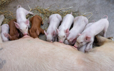 Swine Reproductive System: Sow Anatomy and Research Applications