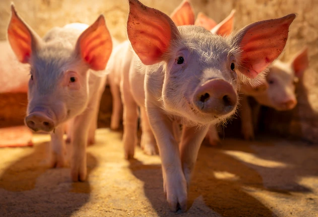 Pigs
